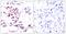 Mpf antibody, GTX50405, GeneTex, Immunohistochemistry paraffin image 