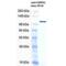 Heat Shock Protein 90 Beta Family Member 1 antibody, 11097, QED Bioscience, Western Blot image 