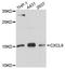 C-X-C Motif Chemokine Ligand 9 antibody, A1864, ABclonal Technology, Western Blot image 