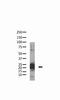 BCL2 Associated Agonist Of Cell Death antibody, MA5-11118, Invitrogen Antibodies, Western Blot image 