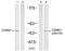 Coactivator Associated Arginine Methyltransferase 1 antibody, A01486, Boster Biological Technology, Western Blot image 