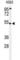 Mitochondrial Calcium Uptake 1 antibody, abx034470, Abbexa, Western Blot image 