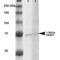 TNF Receptor Associated Protein 1 antibody, M02426-3, Boster Biological Technology, Western Blot image 