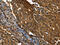 Peptidylprolyl Isomerase A antibody, CSB-PA014187, Cusabio, Immunohistochemistry paraffin image 