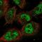 Nuclear Respiratory Factor 1 antibody, NBP1-89125, Novus Biologicals, Immunofluorescence image 