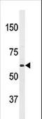 Amyloid Beta Precursor Protein Binding Protein 2 antibody, LS-C100849, Lifespan Biosciences, Western Blot image 