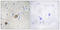 Catenin Alpha 1 antibody, LS-C198737, Lifespan Biosciences, Immunohistochemistry frozen image 