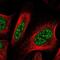 Glyoxylate Reductase 1 Homolog antibody, NBP2-38618, Novus Biologicals, Immunofluorescence image 