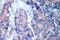 Mitogen-Activated Protein Kinase Kinase 4 antibody, LS-C176203, Lifespan Biosciences, Immunohistochemistry frozen image 