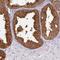 WD Repeat Domain 92 antibody, NBP1-92595, Novus Biologicals, Immunohistochemistry frozen image 