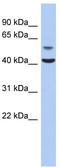Olfactomedin Like 1 antibody, TA333370, Origene, Western Blot image 
