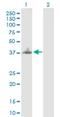 BCL2 Interacting Protein Like antibody, H00149428-B03P, Novus Biologicals, Western Blot image 