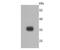Sarcoglycan Delta antibody, NBP2-67035, Novus Biologicals, Western Blot image 