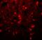 Tubulin alpha-3C/D chain antibody, A17842-1, Boster Biological Technology, Immunofluorescence image 