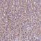 MKRN2 Opposite Strand antibody, NBP2-49462, Novus Biologicals, Immunohistochemistry frozen image 