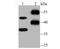 Reticulon 4 antibody, A01844-1, Boster Biological Technology, Western Blot image 