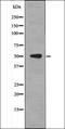 MYC Associated Factor X antibody, orb335746, Biorbyt, Western Blot image 