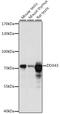 DEAD-Box Helicase 43 antibody, 16-281, ProSci, Western Blot image 