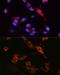 Solute Carrier Family 3 Member 2 antibody, GTX54716, GeneTex, Immunofluorescence image 