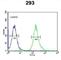 Neuron-specific antigen HPC-1 antibody, abx034527, Abbexa, Western Blot image 