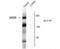 Glutamate receptor ionotropic, NMDA 2B antibody, 38-7000, Invitrogen Antibodies, Western Blot image 