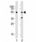 SMAD Family Member 3 antibody, F53204-0.4ML, NSJ Bioreagents, Western Blot image 