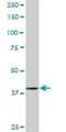 PBK/TOPK antibody, H00055872-M04, Novus Biologicals, Western Blot image 