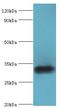 Zinc Finger Protein 346 antibody, LS-C377075, Lifespan Biosciences, Western Blot image 