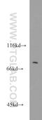 Bardet-Biedl Syndrome 10 antibody, 12421-2-AP, Proteintech Group, Western Blot image 