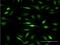 GTF2I Repeat Domain Containing 1 antibody, H00009569-M08, Novus Biologicals, Immunofluorescence image 