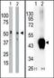 Branched Chain Keto Acid Dehydrogenase Kinase antibody, AP13678PU-N, Origene, Western Blot image 