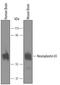 Neuroplastin antibody, PA5-47726, Invitrogen Antibodies, Western Blot image 