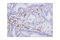 IKAROS Family Zinc Finger 1 antibody, 14859S, Cell Signaling Technology, Immunohistochemistry paraffin image 