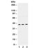 ELAV Like RNA Binding Protein 4 antibody, R32036, NSJ Bioreagents, Western Blot image 