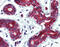 TPD52 Like 1 antibody, 48-040, ProSci, Immunohistochemistry paraffin image 