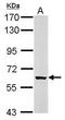 Karyopherin Subunit Alpha 5 antibody, GTX112203, GeneTex, Western Blot image 