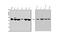Semaphorin 6A antibody, A06967-1, Boster Biological Technology, Western Blot image 