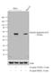 SMAD2 antibody, 44-244G, Invitrogen Antibodies, Western Blot image 