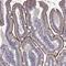 ITM antibody, NBP2-56316, Novus Biologicals, Immunohistochemistry frozen image 