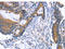 Arrestin Beta 1 antibody, orb518604, Biorbyt, Immunohistochemistry paraffin image 