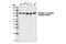 Catenin Alpha 1 antibody, 13231S, Cell Signaling Technology, Western Blot image 