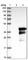 Coiled-Coil Domain Containing 59 antibody, HPA038555, Atlas Antibodies, Western Blot image 