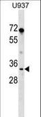 Peptidylprolyl Isomerase E antibody, LS-C158705, Lifespan Biosciences, Western Blot image 