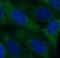 Phosphatase And Tensin Homolog antibody, FNab06912, FineTest, Immunofluorescence image 