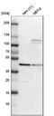Adenosine Deaminase antibody, NBP1-87404, Novus Biologicals, Western Blot image 