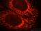 ETFB antibody, 17925-1-AP, Proteintech Group, Immunofluorescence image 