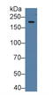 HIF-2-alpha antibody, LS-C294556, Lifespan Biosciences, Western Blot image 