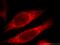 Putative endoplasmin-like protein antibody, 10325-1-AP, Proteintech Group, Immunofluorescence image 