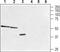 Trace Amine Associated Receptor 1 antibody, PA5-77759, Invitrogen Antibodies, Western Blot image 