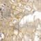 Interleukin 7 Receptor antibody, A1230, ABclonal Technology, Immunohistochemistry paraffin image 